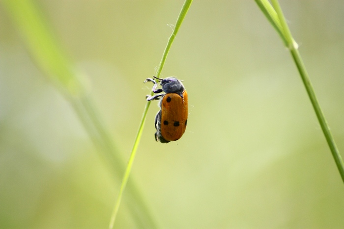 Lachnaia sp.